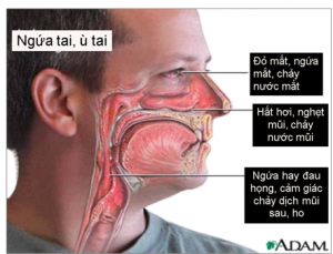 Triệu chứng của bệnh viêm mũi dị ứng